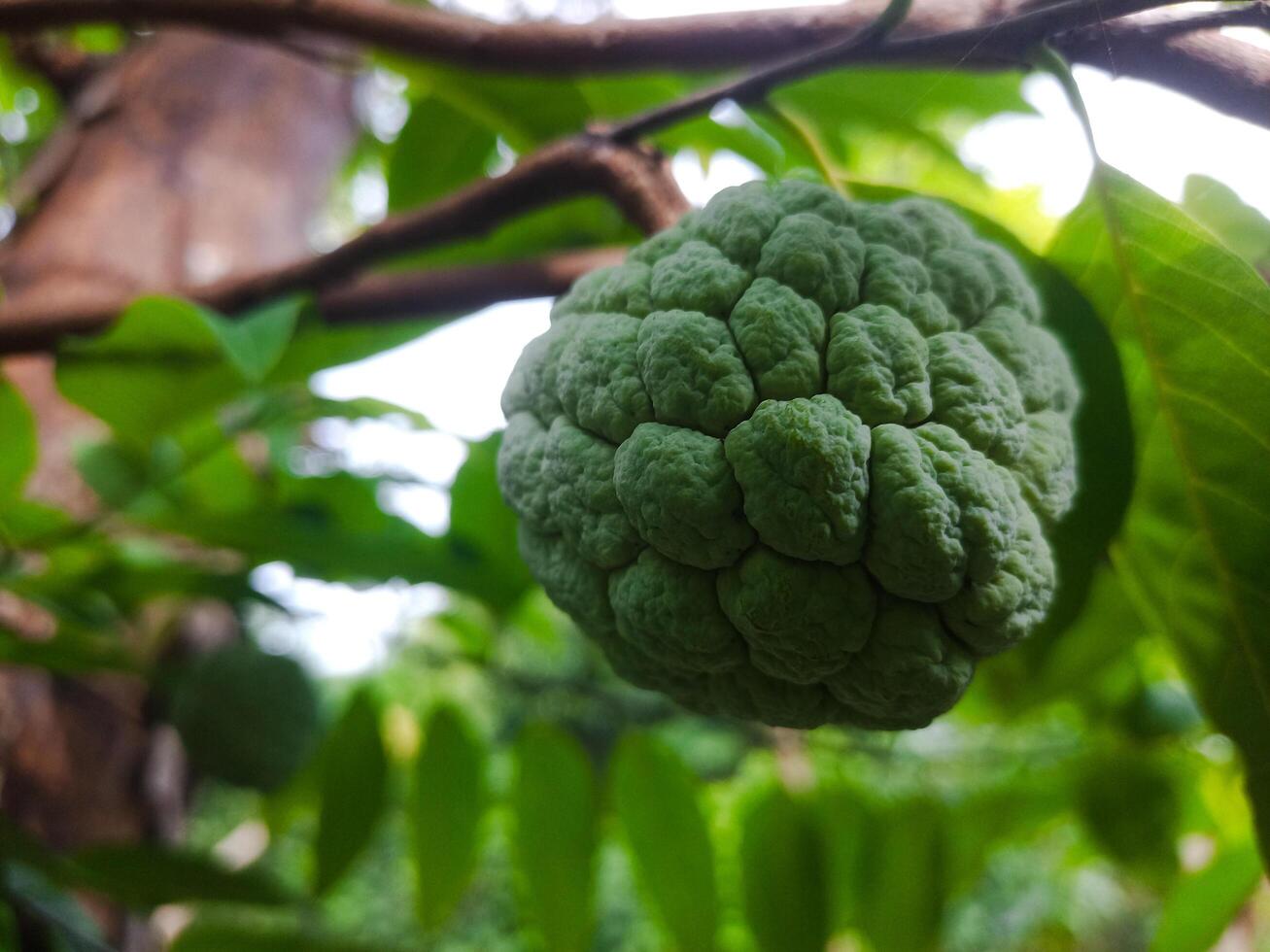 Srikaya fruits hanging on the tree photo