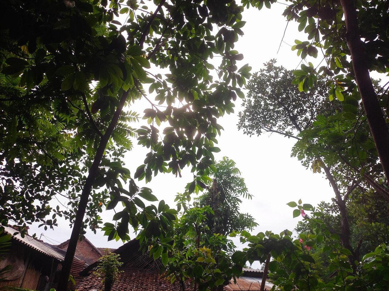 Foliage under the tree photo