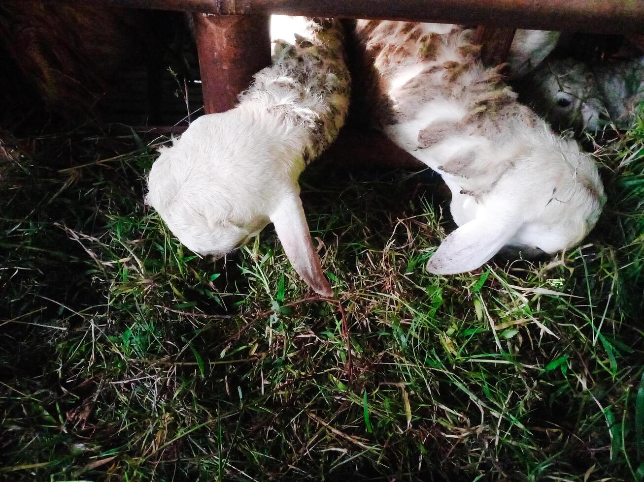Sheeps eating grass in the cage photo