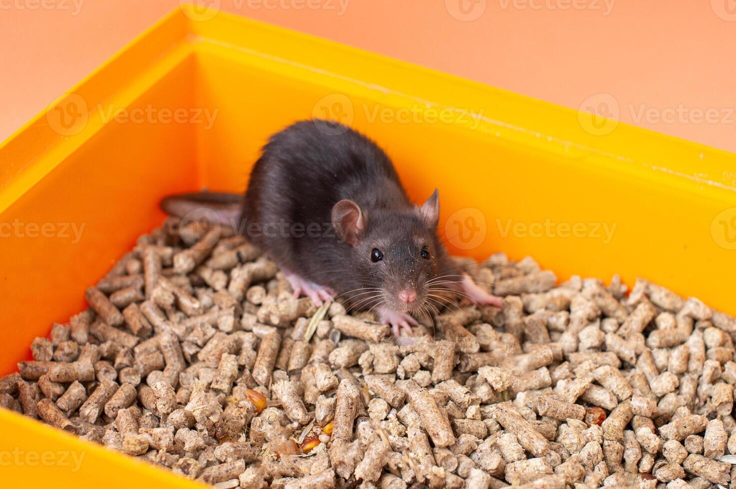 Black Rat in Bright Orange Bin photo