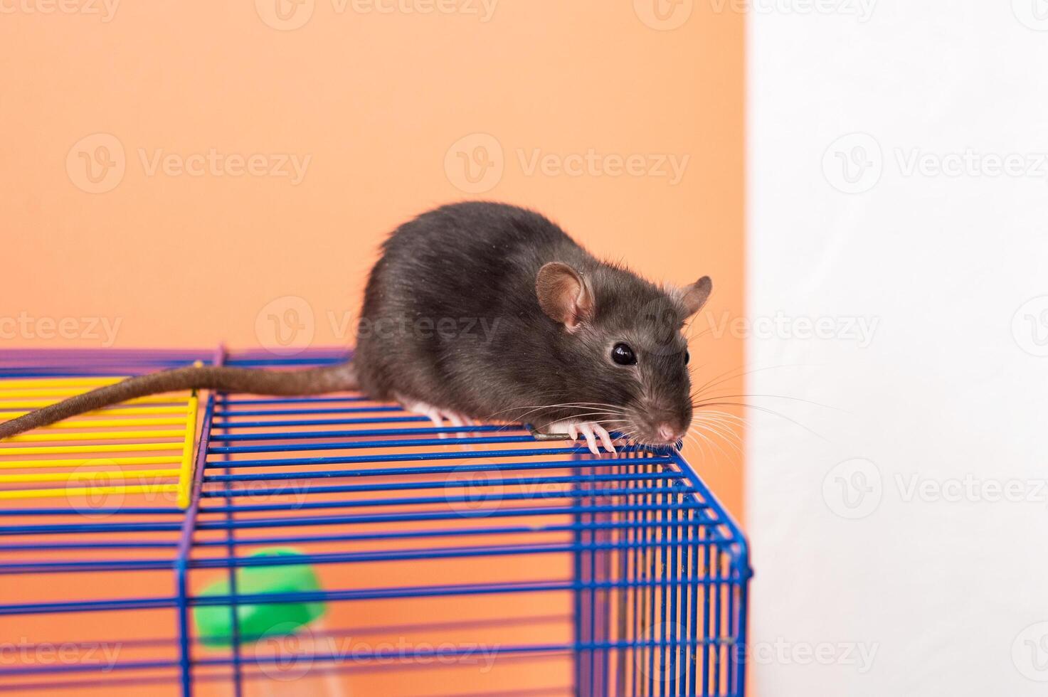 Black rat on blue and yellow wire cage. Studio pet portrait. photo