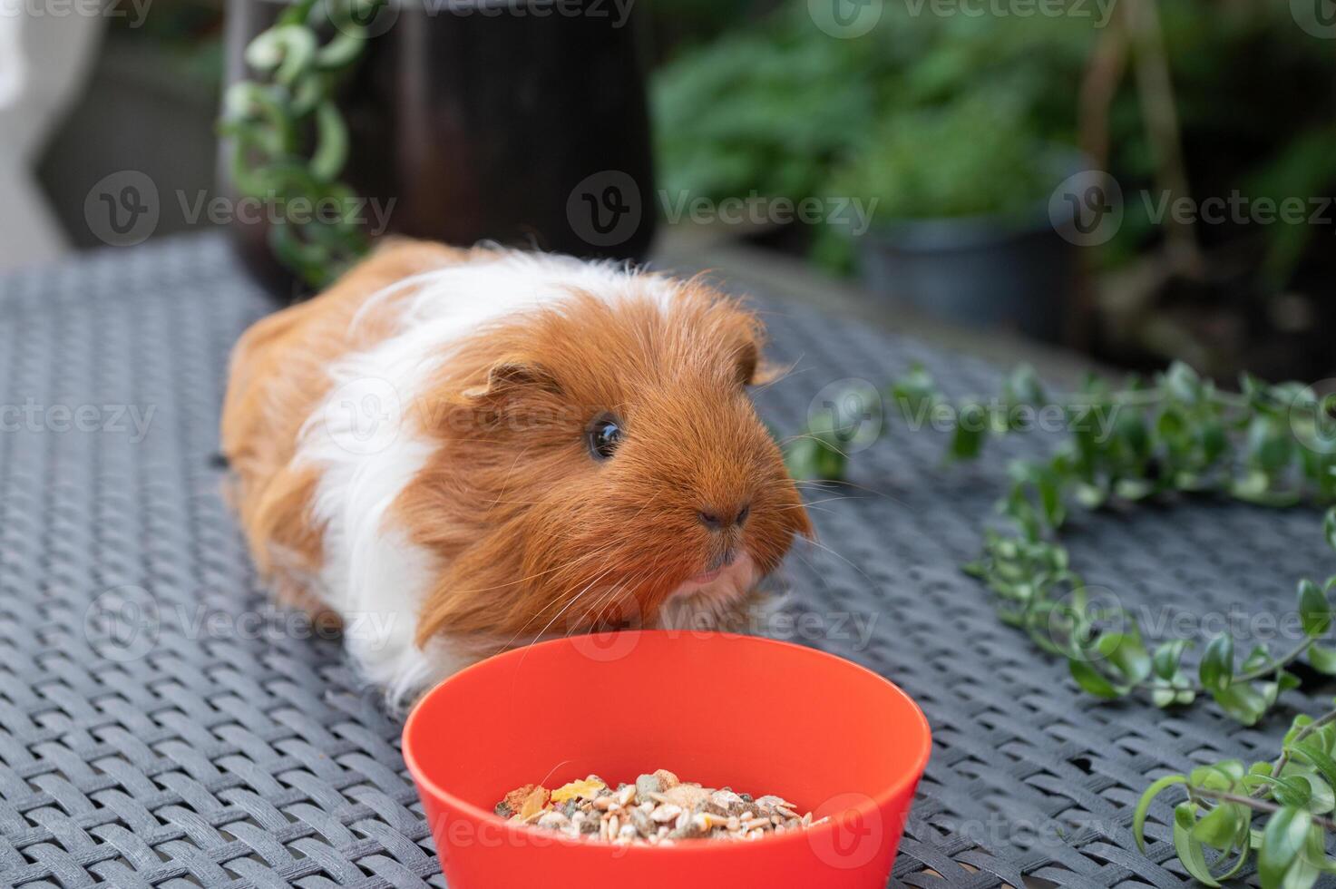 A long-haired guinea pig is sitting indoors on the floor near a plate of food photo