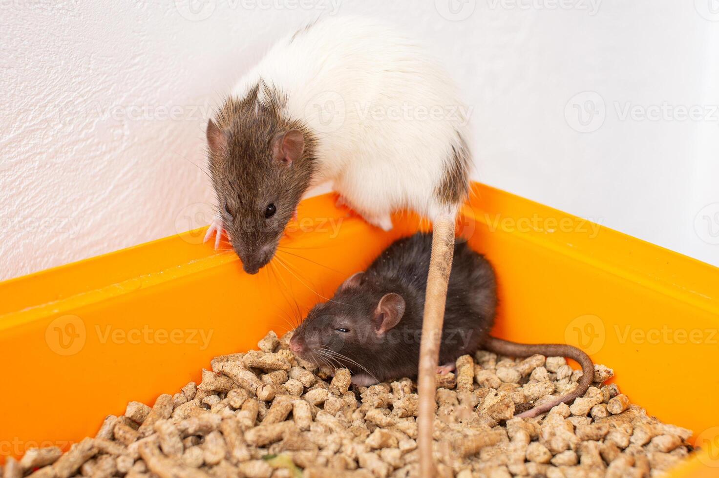 Two rats in an orange bowl with pet food. Pet care and feeding concept. photo