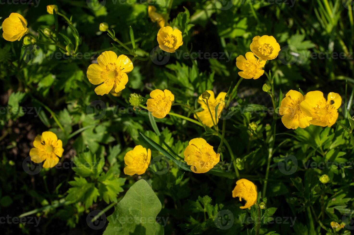 Buttercup is a pungent, beautiful bright yellow flower on a background of green foliage. photo