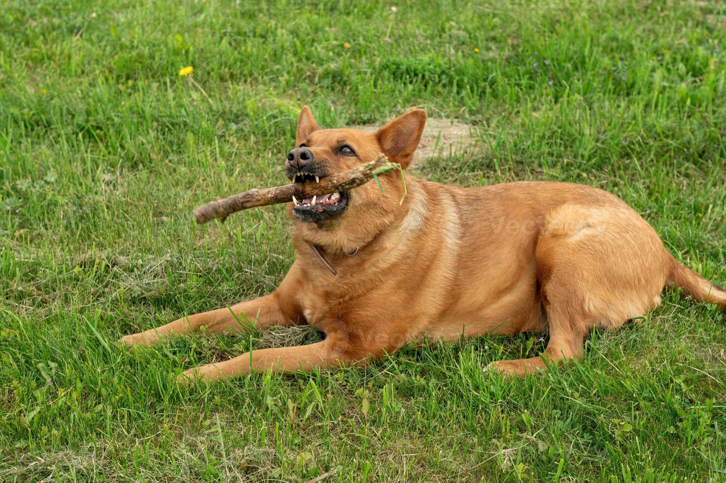 A large red dog holds a stick in his teeth lies on the grass. The dog lies on the lawn photo