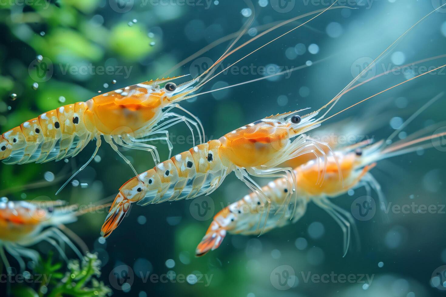 The Serene Realm of Underwater Fauna An Artistic Take on Shrimps Habitat photo