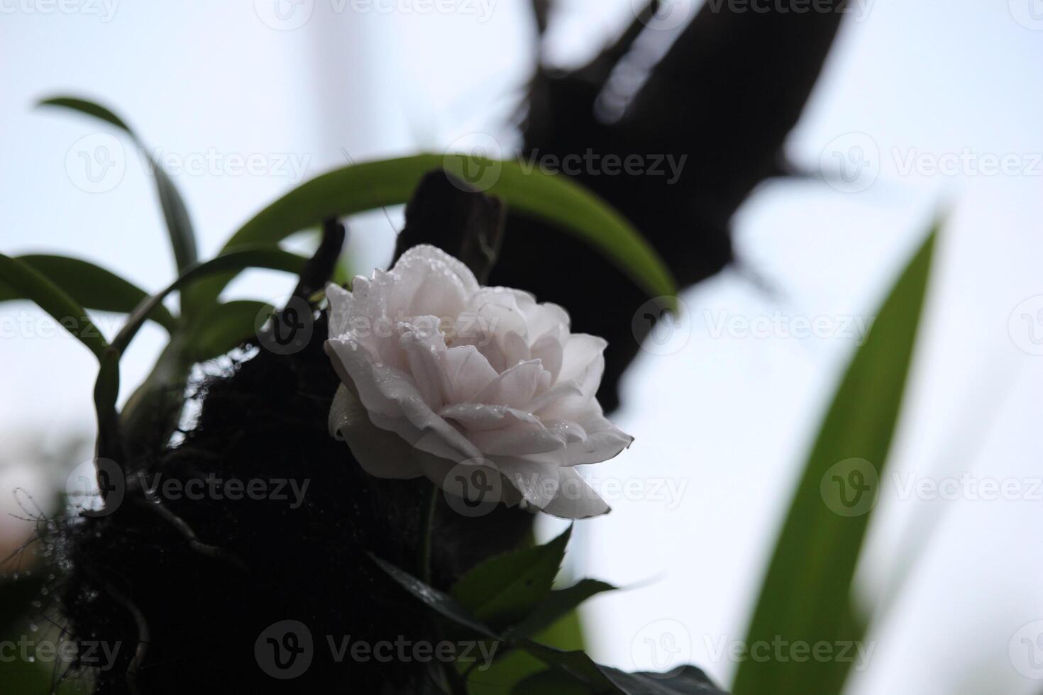 close up of white roses near orchid plants with a blurry background photo