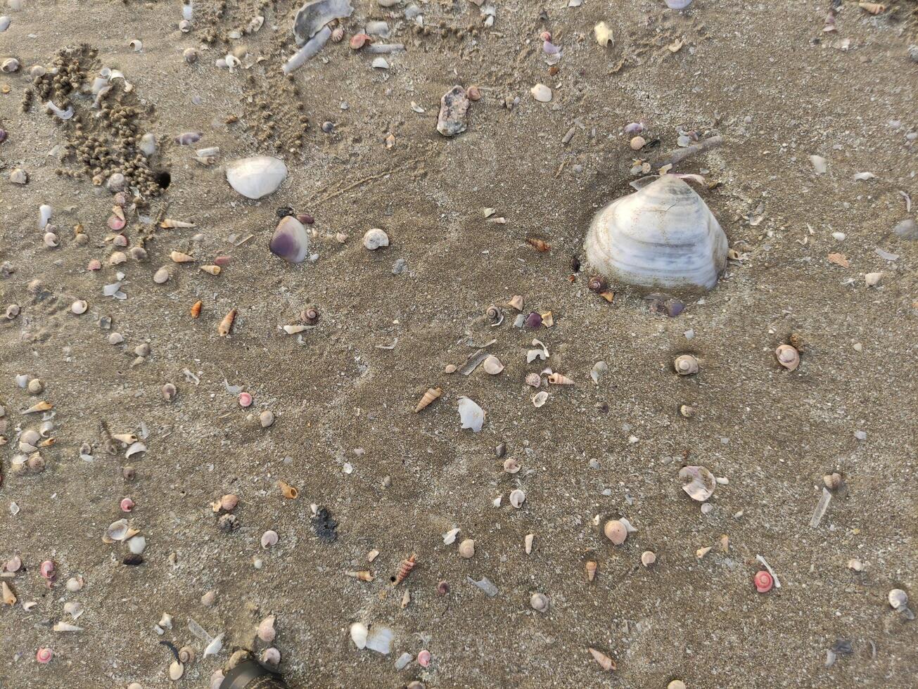 fossil snails or shells on the beach photo