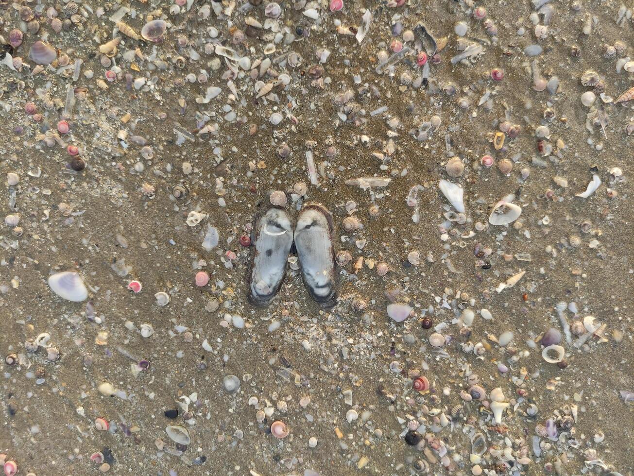 brown sandy soil texture with a collection of small shells on the beach photo
