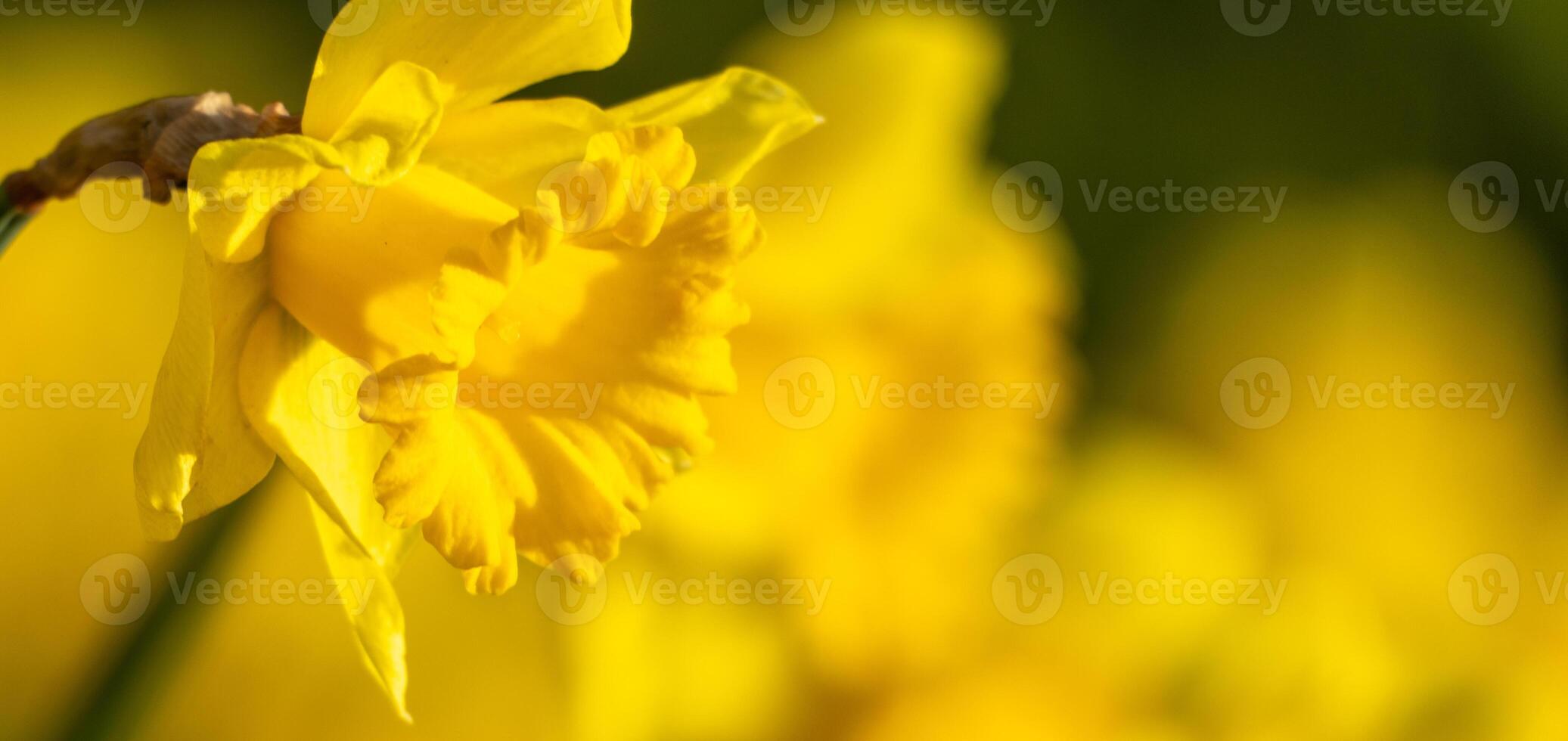 A yellow flower with a yellow center and yellow petals. The flower is in the foreground and the background is green. photo