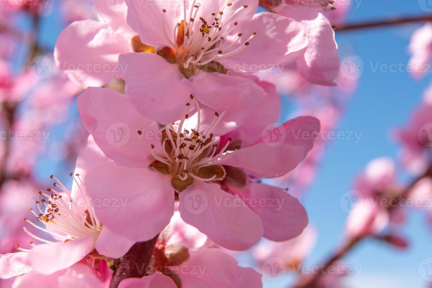 close up pink peach flower against a blue sky. The flower is the main focus of the image, and it is in full bloom. photo