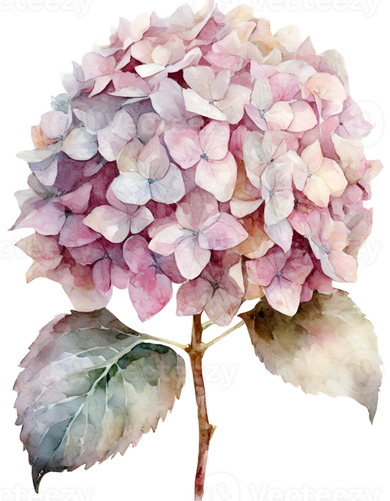 Watercolor painting hydrangea flower png