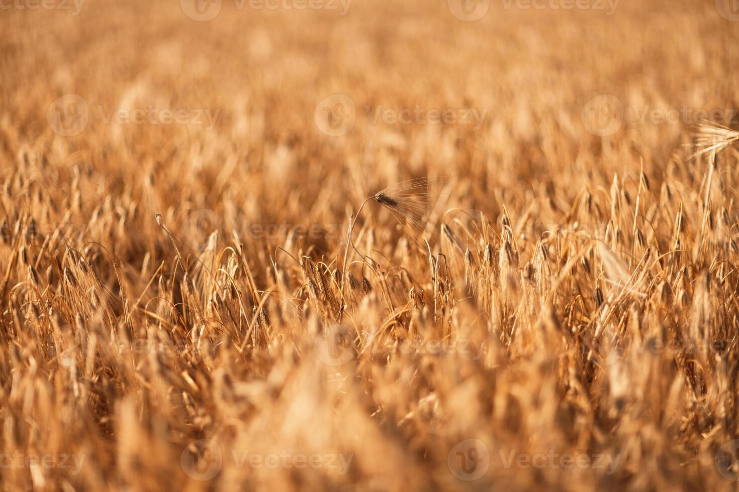 A field of tall, dry grass with a few weeds in it. Scene is somewhat desolate and barren, with the dry grass. photo