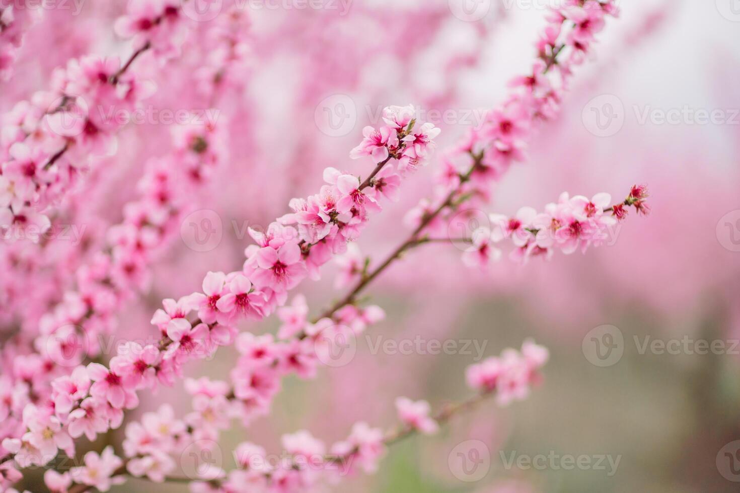 A peach blooms in the spring garden. Beautiful bright pale pink background. A flowering tree branch in selective focus. A dreamy romantic image of spring. Atmospheric natural background photo