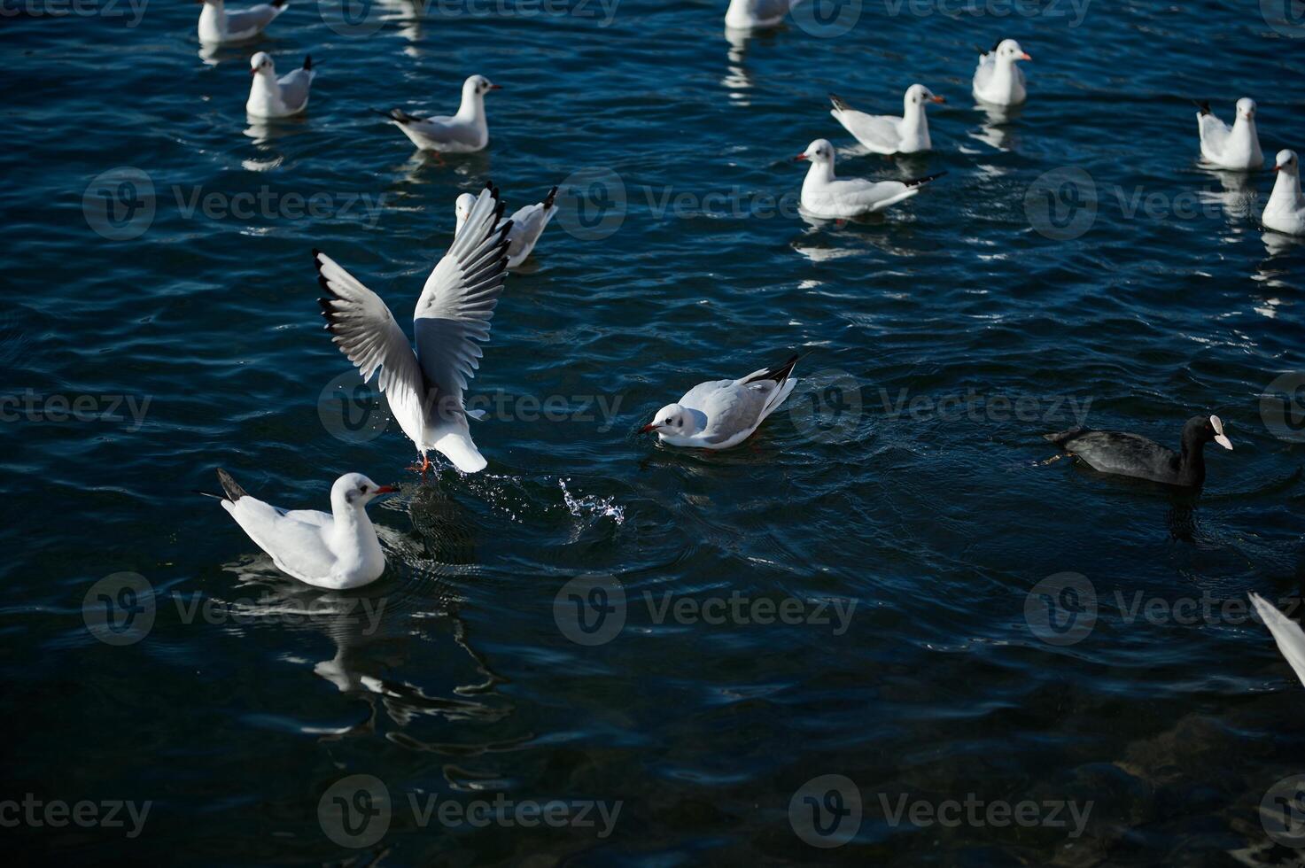 Beautiful birds swimming in the lake of Como. Lombardy. Italy. Animals theme. Animals and nature. Animals in wildlife. photo
