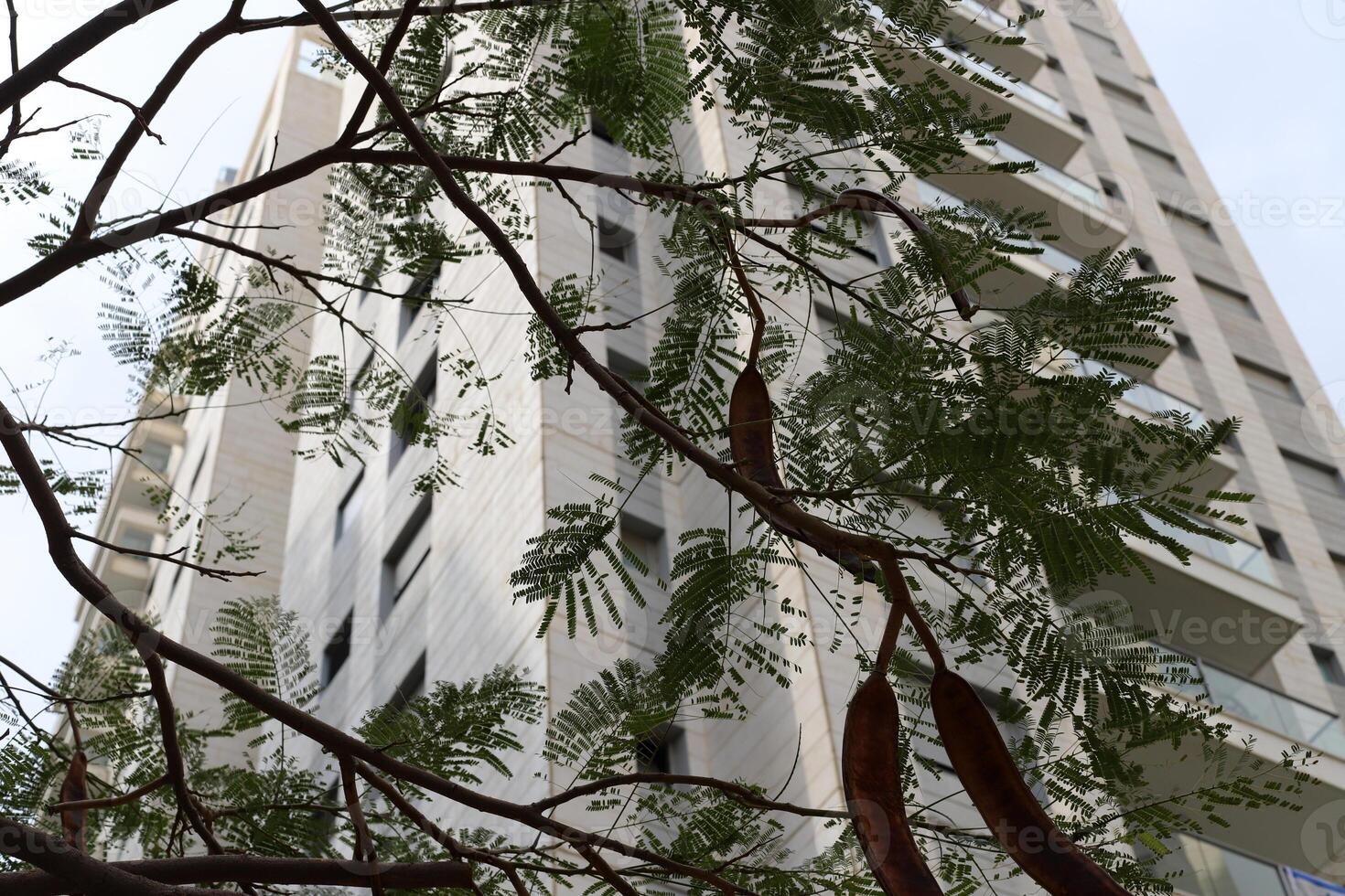 Buildings and structures in Tel Aviv against the background of branches and leaves of tall trees. photo