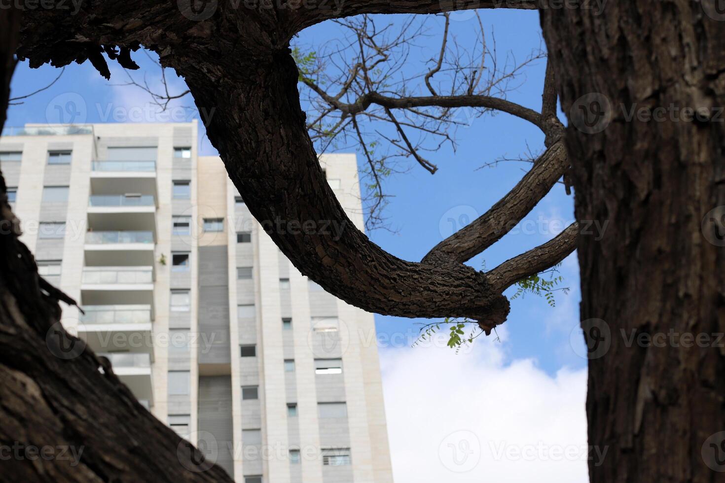 Buildings and structures in Tel Aviv against the background of branches and leaves of tall trees. photo