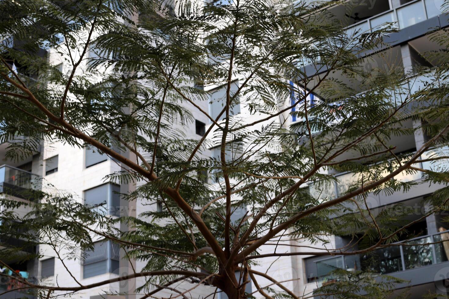 Buildings and structures in Tel Aviv against the background of branches and leaves of tall trees. photo