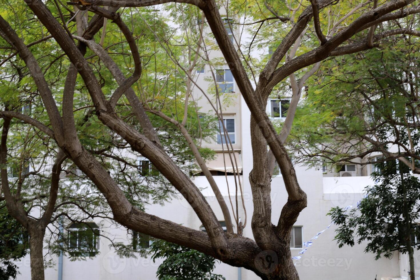 Buildings and structures in Tel Aviv against the background of branches and leaves of tall trees. photo