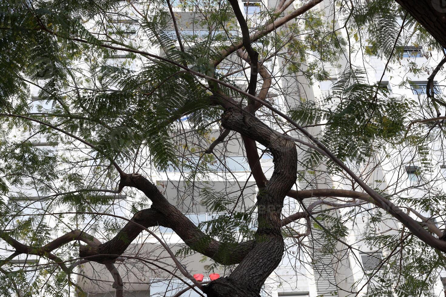 Buildings and structures in Tel Aviv against the background of branches and leaves of tall trees. photo