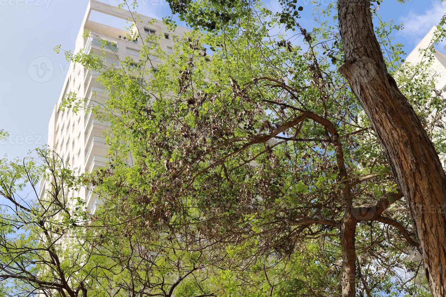 Buildings and structures in Tel Aviv against the background of branches and leaves of tall trees. photo