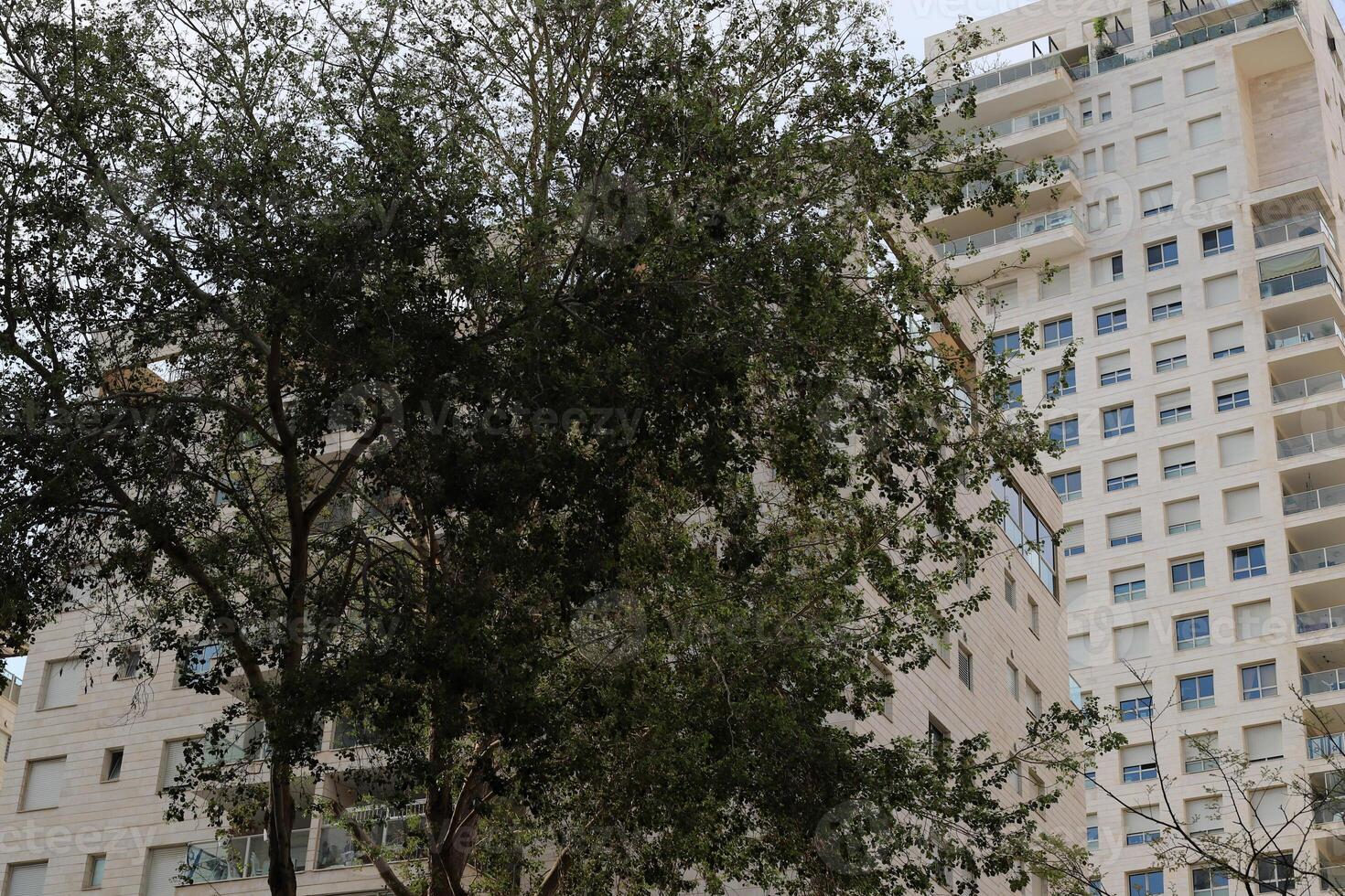 Buildings and structures in Tel Aviv against the background of branches and leaves of tall trees. photo