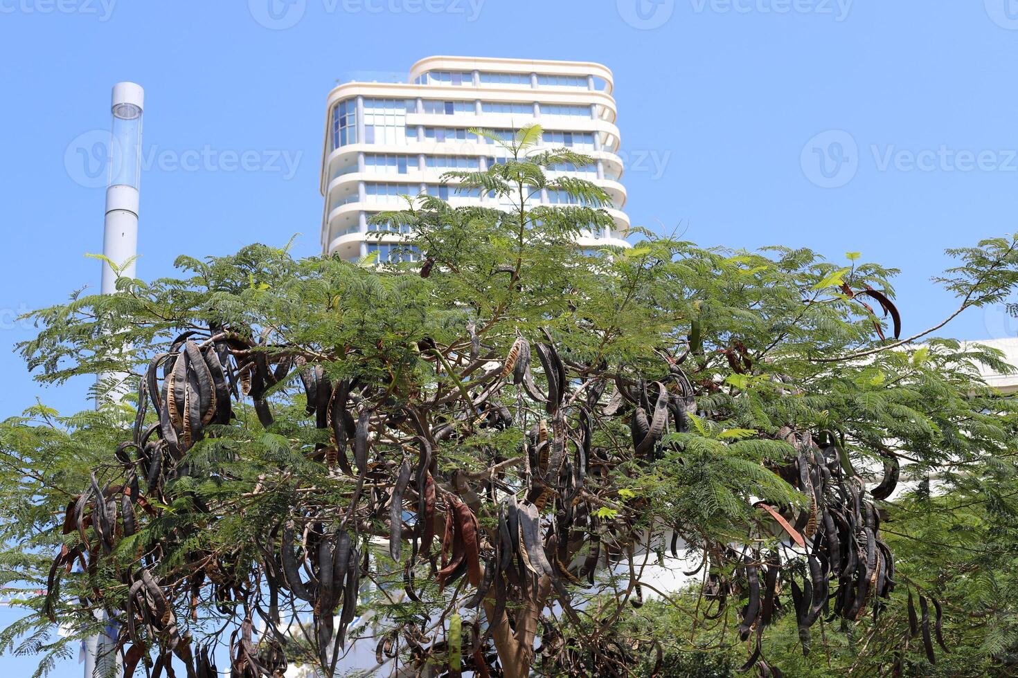 Buildings and structures in Tel Aviv against the background of branches and leaves of tall trees. photo