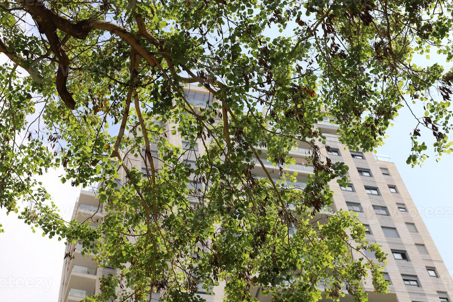 Buildings and structures in Tel Aviv against the background of branches and leaves of tall trees. photo