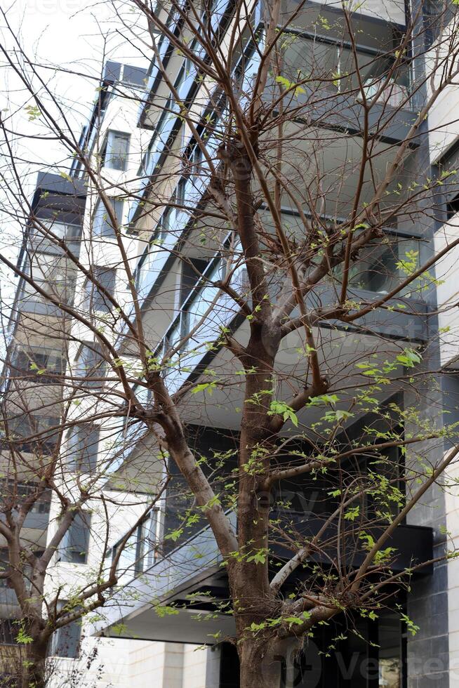 Buildings and structures in Tel Aviv against the background of branches and leaves of tall trees. photo