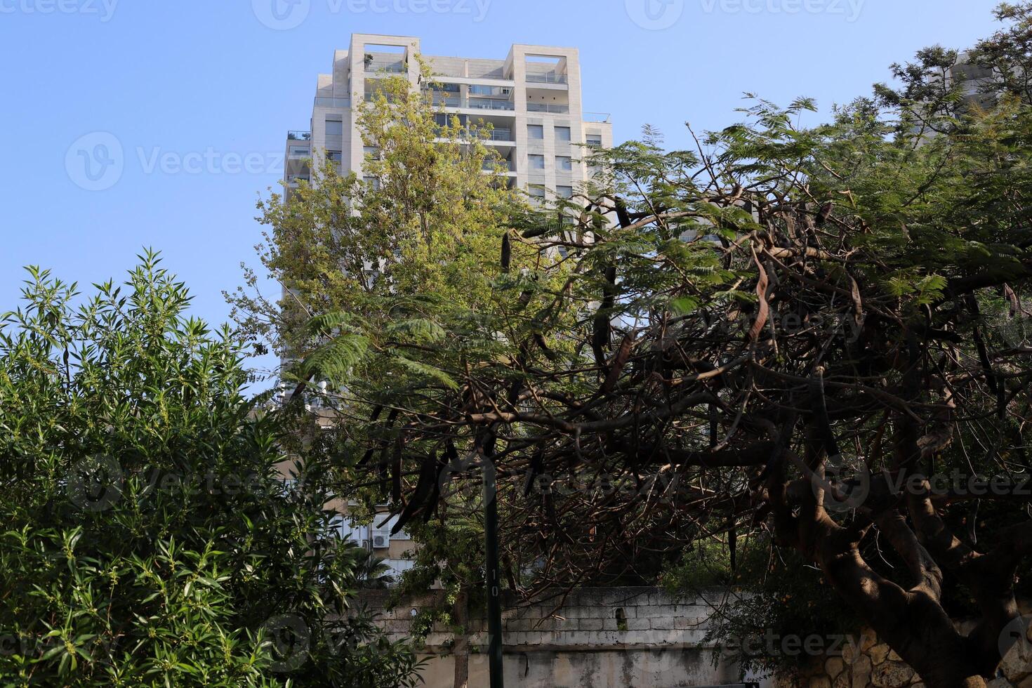 Buildings and structures in Tel Aviv against the background of branches and leaves of tall trees. photo