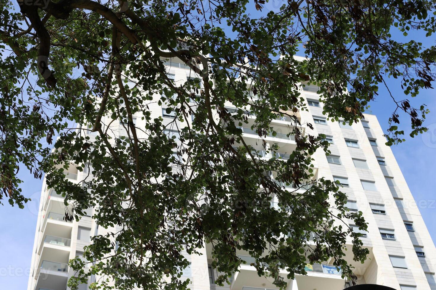 Buildings and structures in Tel Aviv against the background of branches and leaves of tall trees. photo