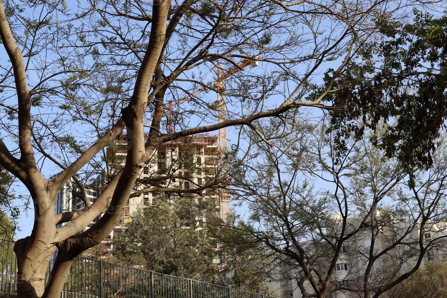 Buildings and structures in Tel Aviv against the background of branches and leaves of tall trees. photo