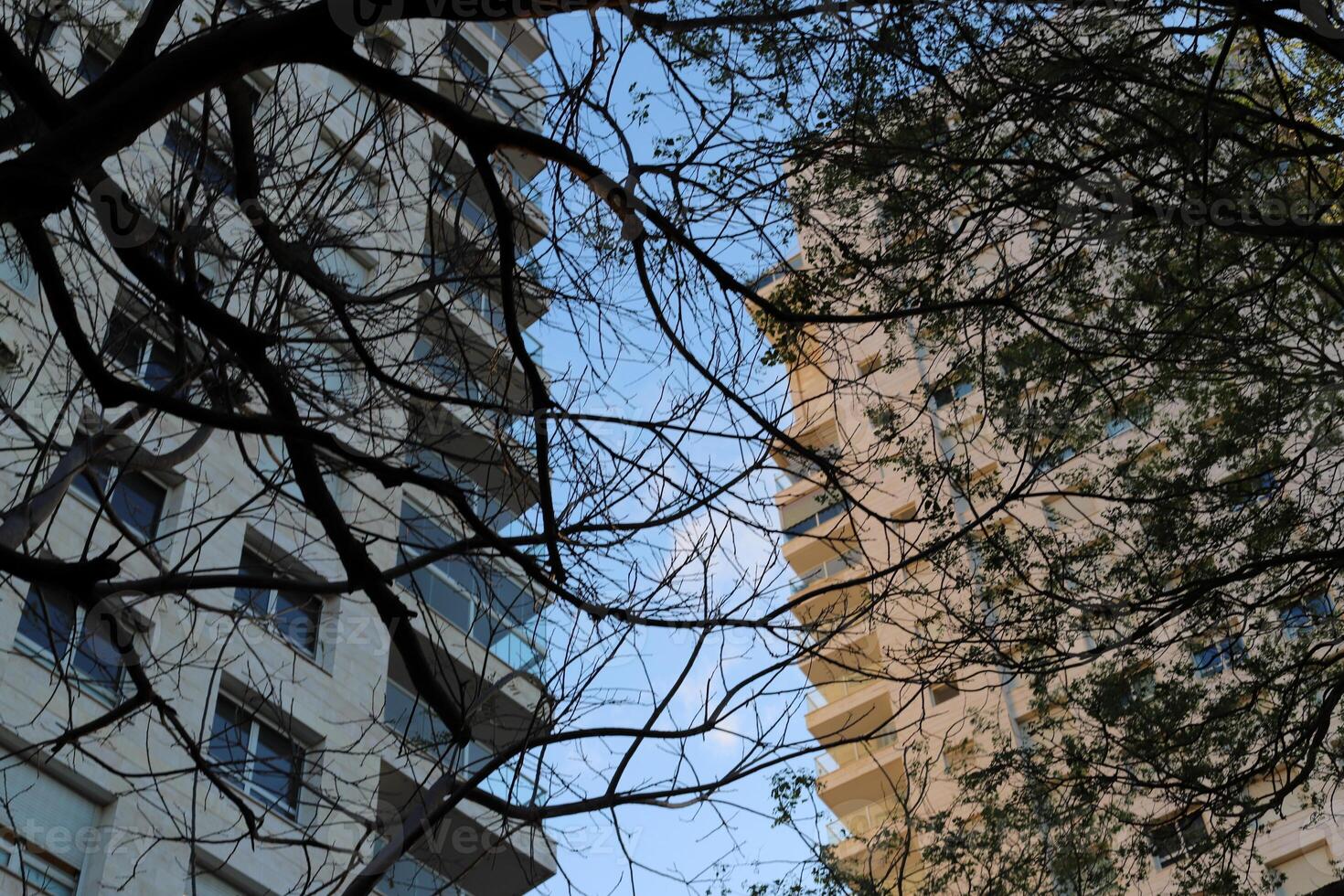 Buildings and structures in Tel Aviv against the background of branches and leaves of tall trees. photo