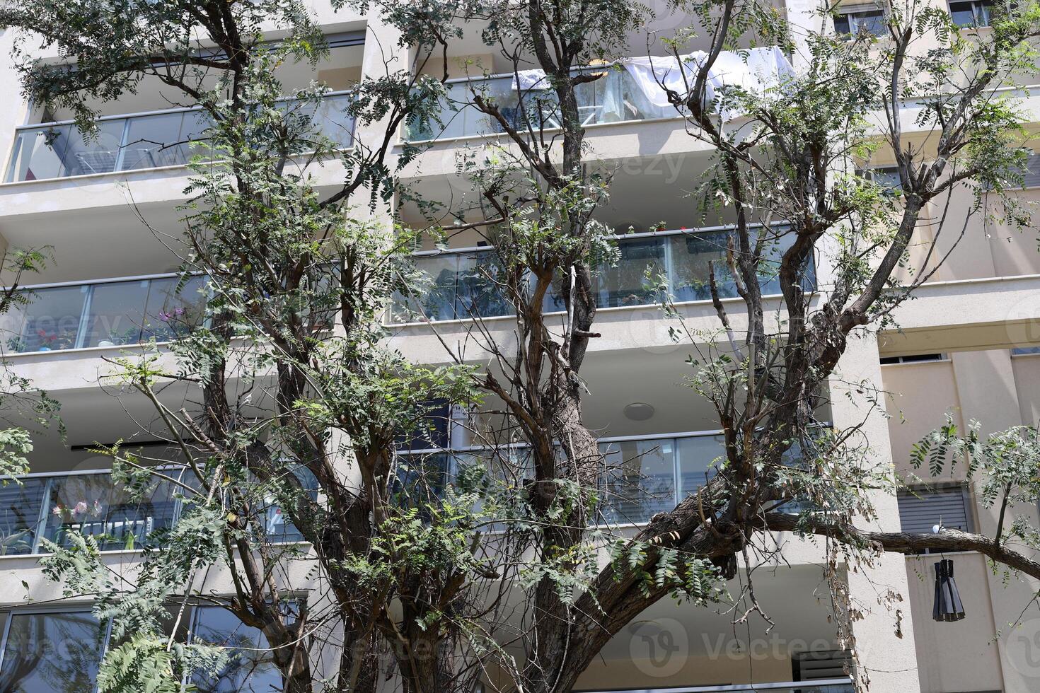 Buildings and structures in Tel Aviv against the background of branches and leaves of tall trees. photo