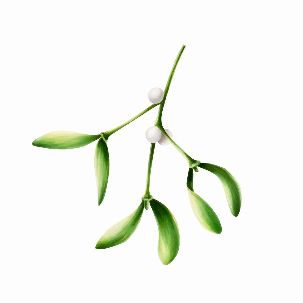 Watercolor christmas green mistletoe. New year botanical illustration of kissing symbol isolated on white background. For designers, decor vector