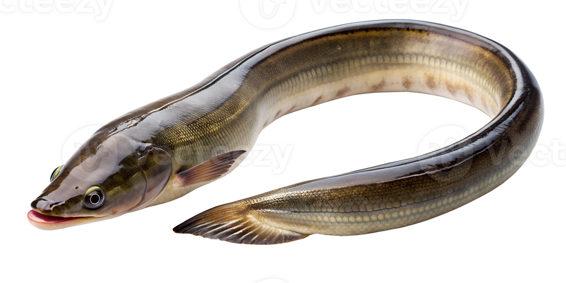 eel fish isolated on transparent background. png