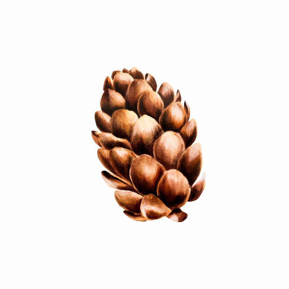 Watercolor hand drawn cone. New year botanical illustration of pine, spruce, cedar, fir and larch cone isolated on white background. For vector