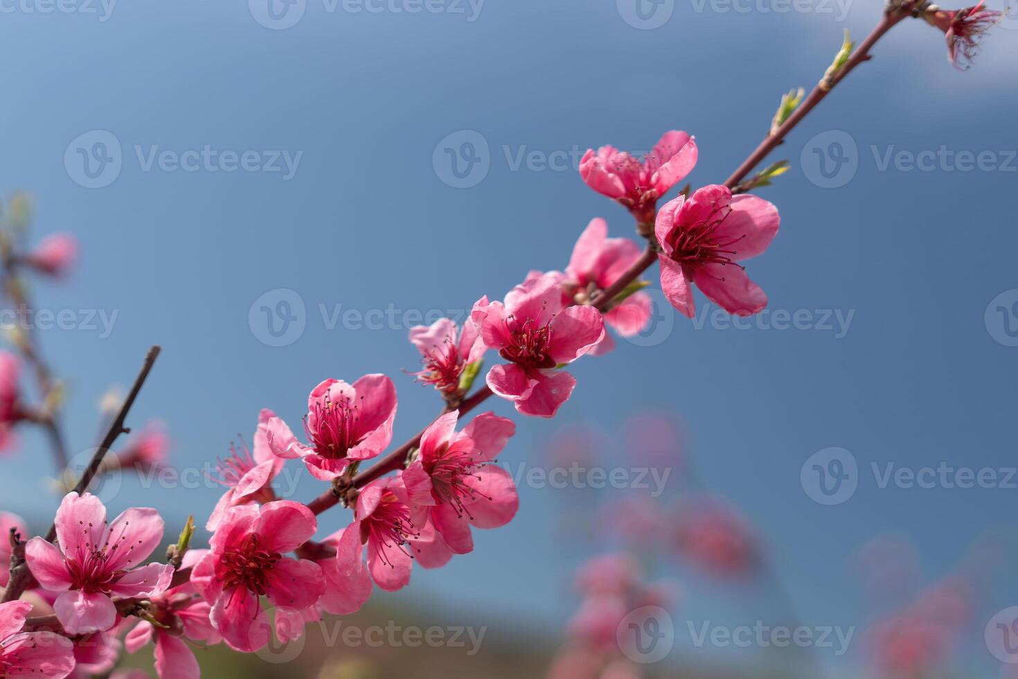 Pink flowers peach tree branch with a blue sky in the background. The flowers are in full bloom and the sky is clear and bright. photo