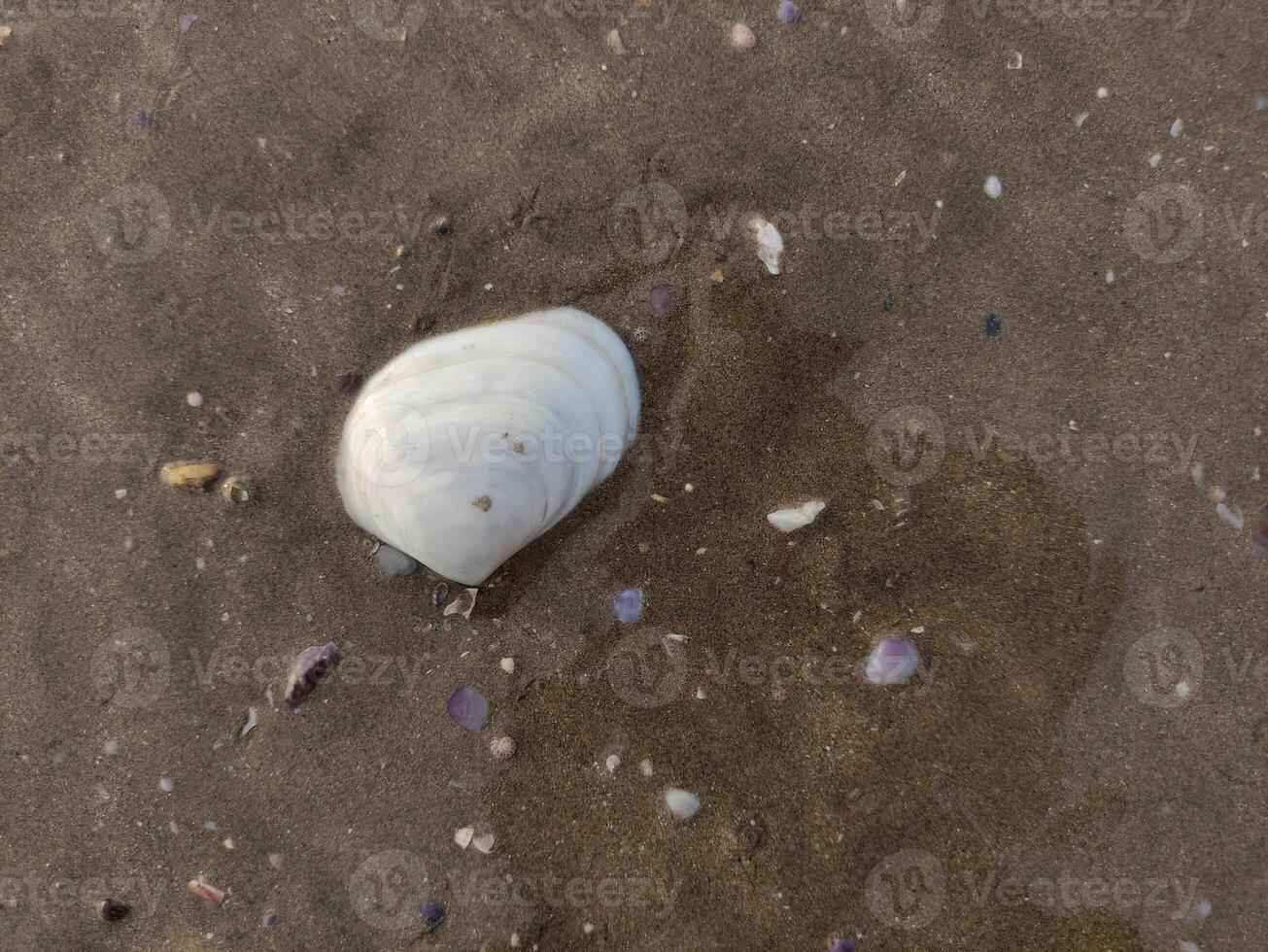 fossil snails or shells on the beach photo