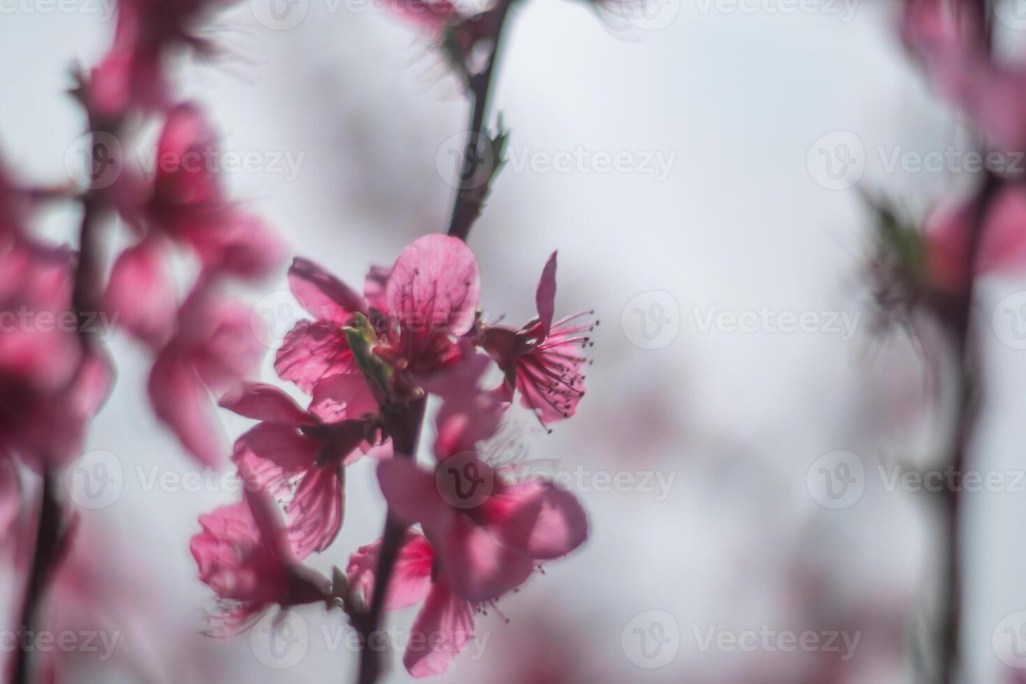 tree with pink peach flowers is in full bloom. The flowers are large and bright, and they are scattered throughout the tree. The tree is surrounded by a clear blue sky. photo