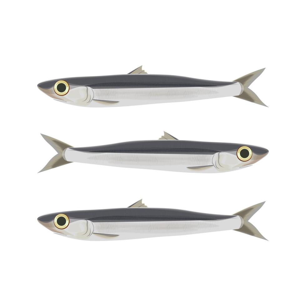 Isolated Fresh anchovies vector