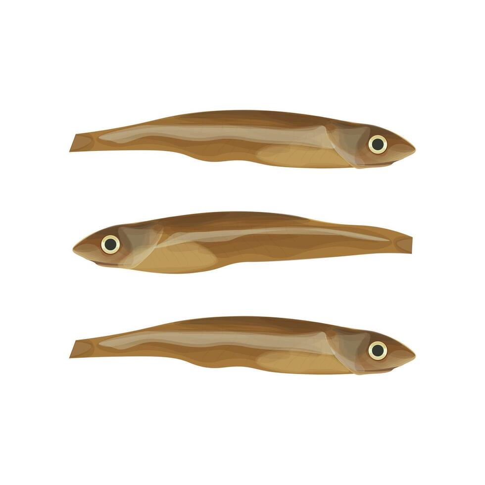 Dried Anchovy isolated vector