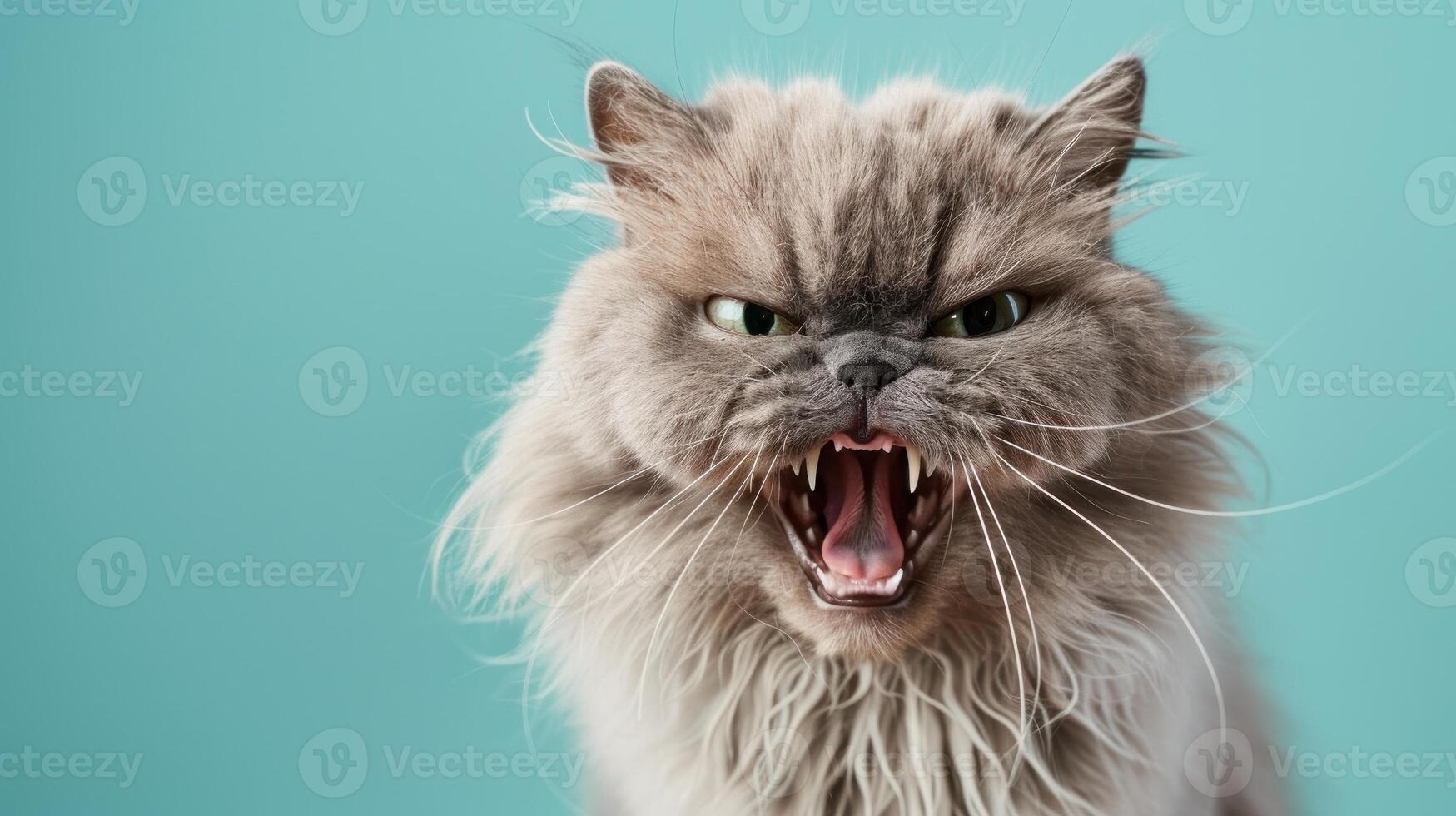 Persian, angry cat baring its teeth, studio lighting pastel background photo