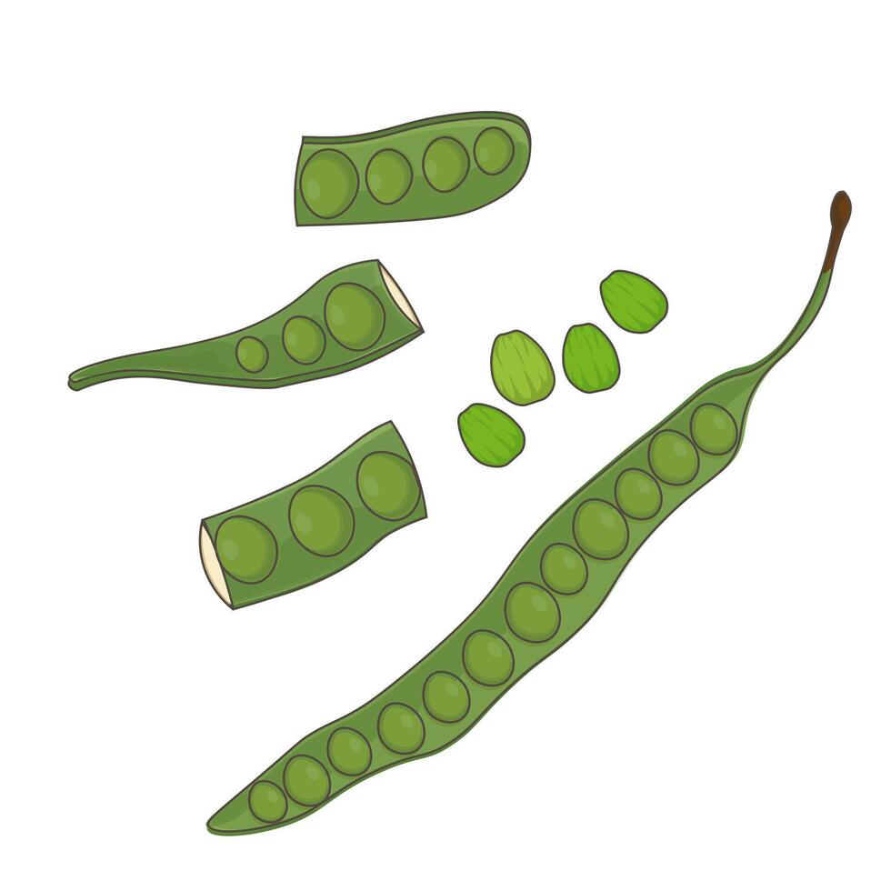 Bitter bean Petai pete or stink bean vector