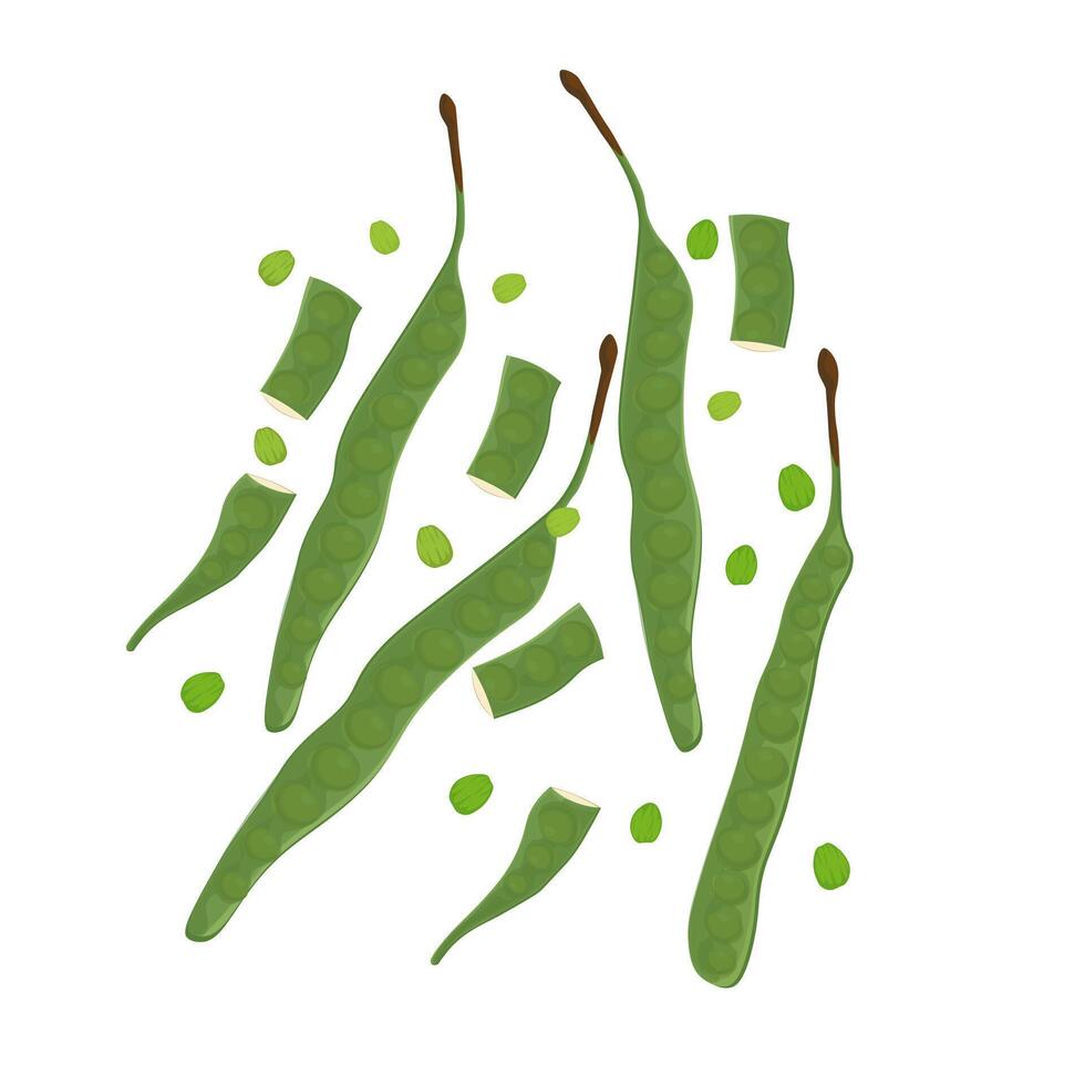 Levitation bitter bean petai pete or stink bean vector