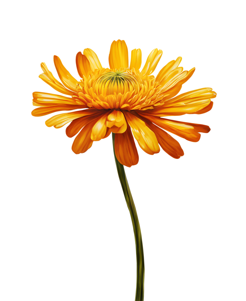 Watercolor and painting blooming fresh yellow Calendula flower. AI-Generated png