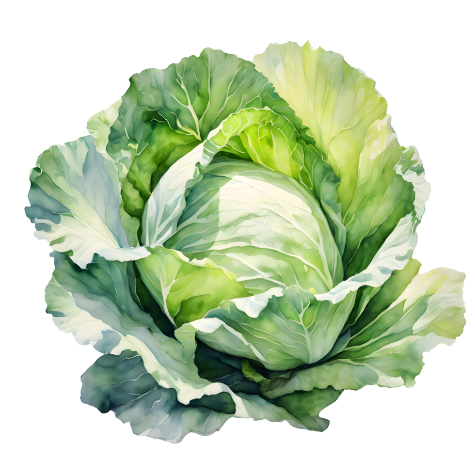 Watercolor and painting fresh cabbage vegetable illustration. AI-Generated png