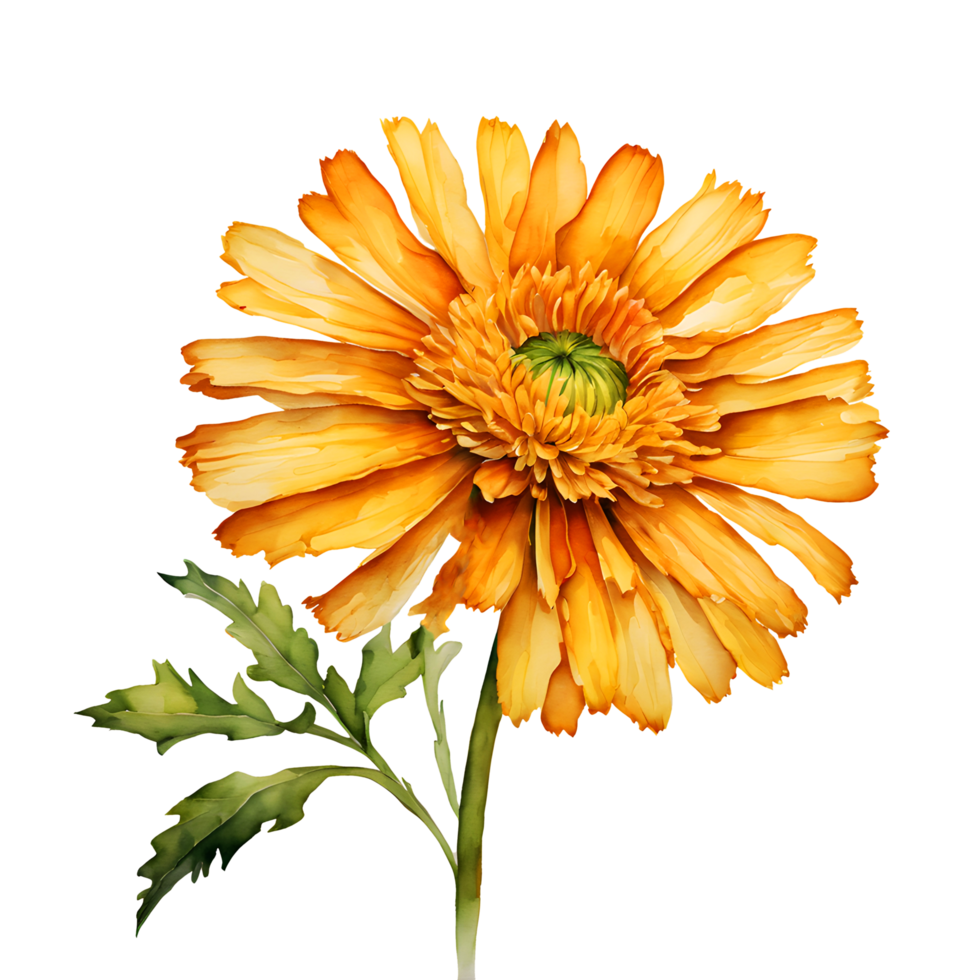 Watercolor and painting blooming fresh yellow Calendula flower. AI-Generated png