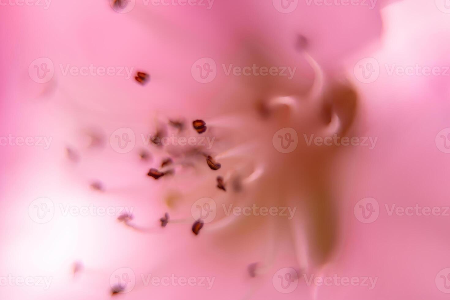 close up pink peach flower with a fuzzy, blurry background. The flower is the main focus of the image, and the background is intentionally blurred to draw attention to the flower. photo