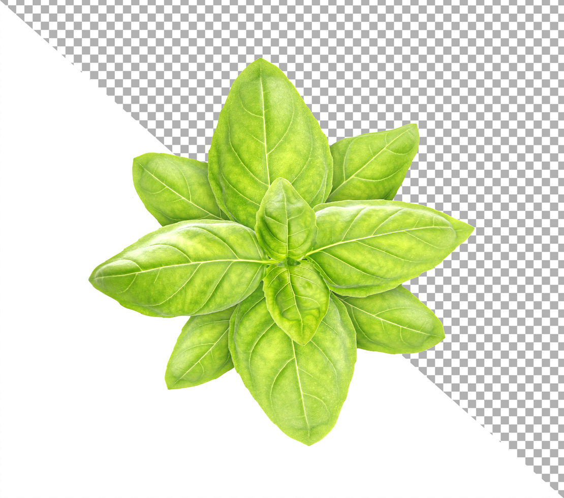 Basil leaves isolated on white background with clipping path psd